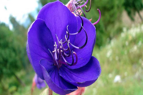 Wild Orchid in Rishyap